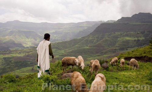 Ethiopian Shepherd and Sheep